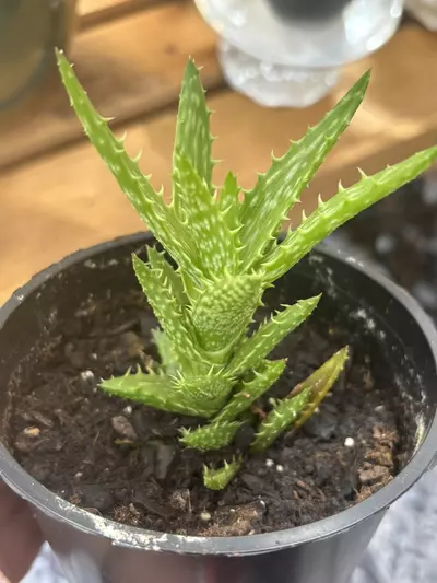 plant/Aloe Juvenna- aka Tiger Tooth Aloe-0-thumbnail
