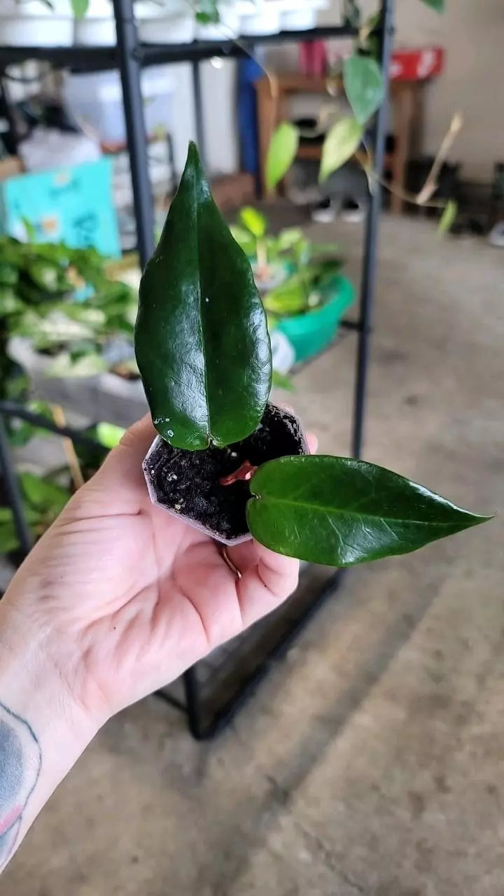 plant/Hoya Macgillivrayi-0