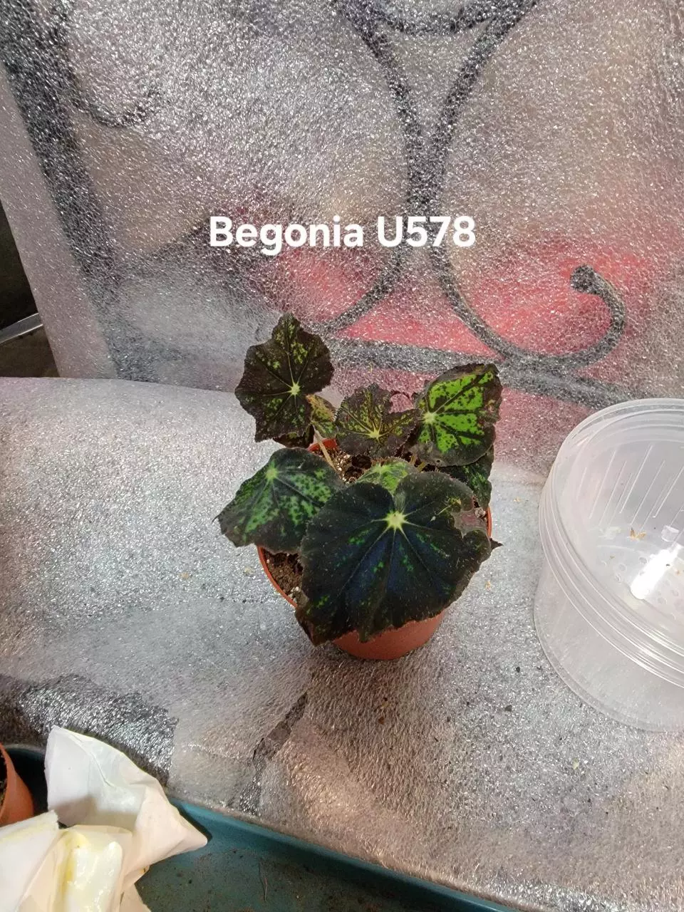 plant/Begonia U578-0