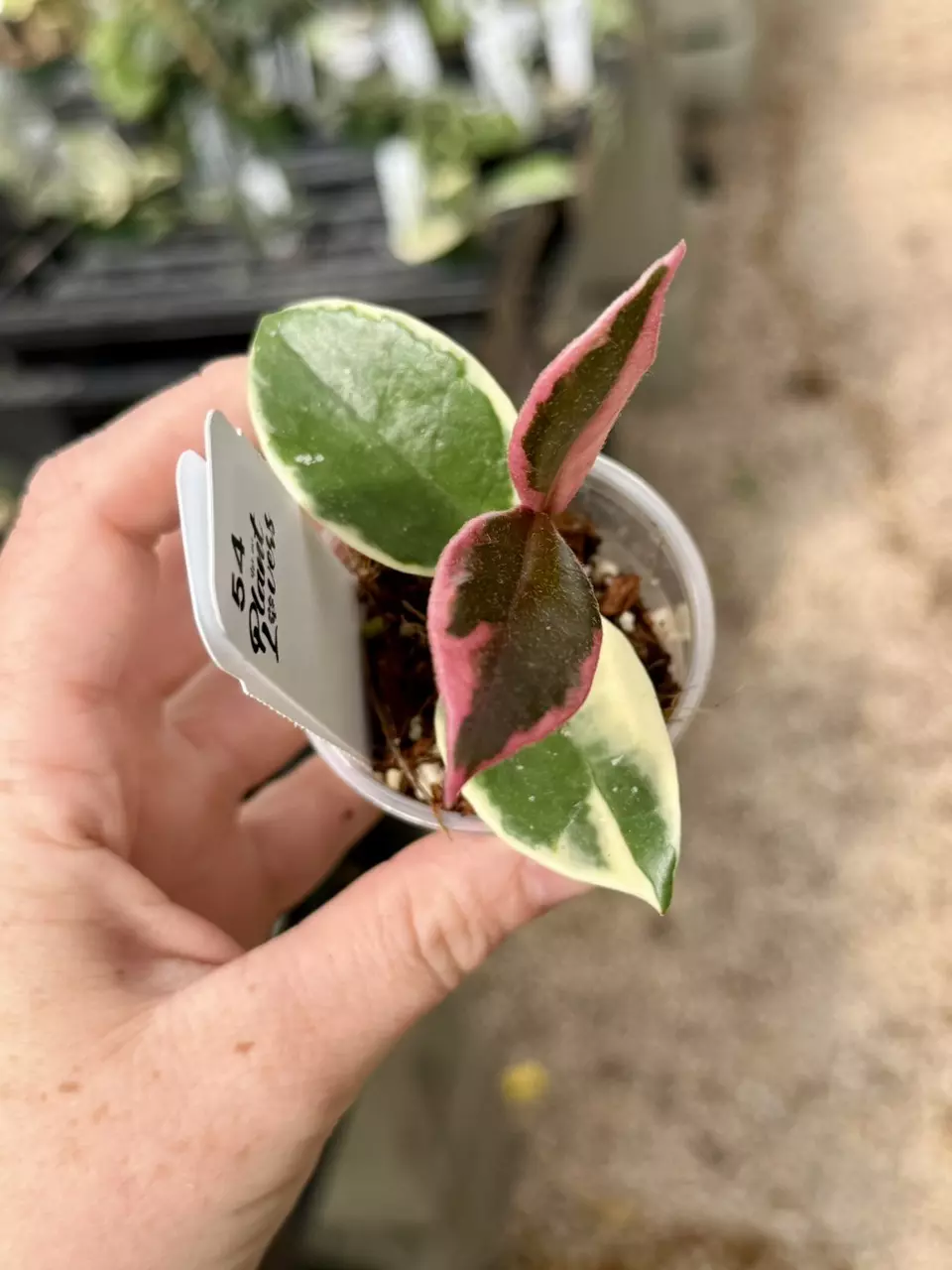 plant/PL54: Hoya Purple Pride “flamingo dream’”-1