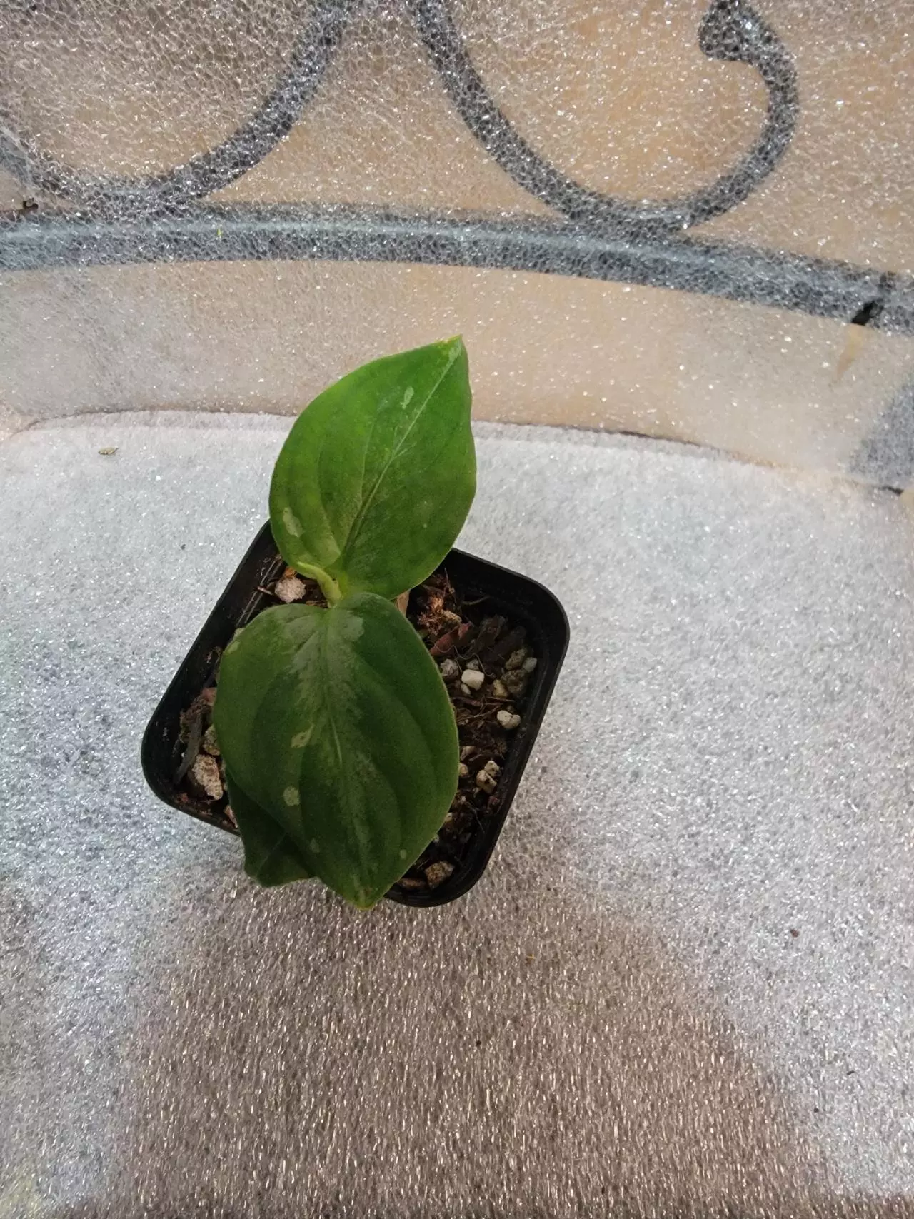 plant/Aglaomena Pictum Tricolor-0