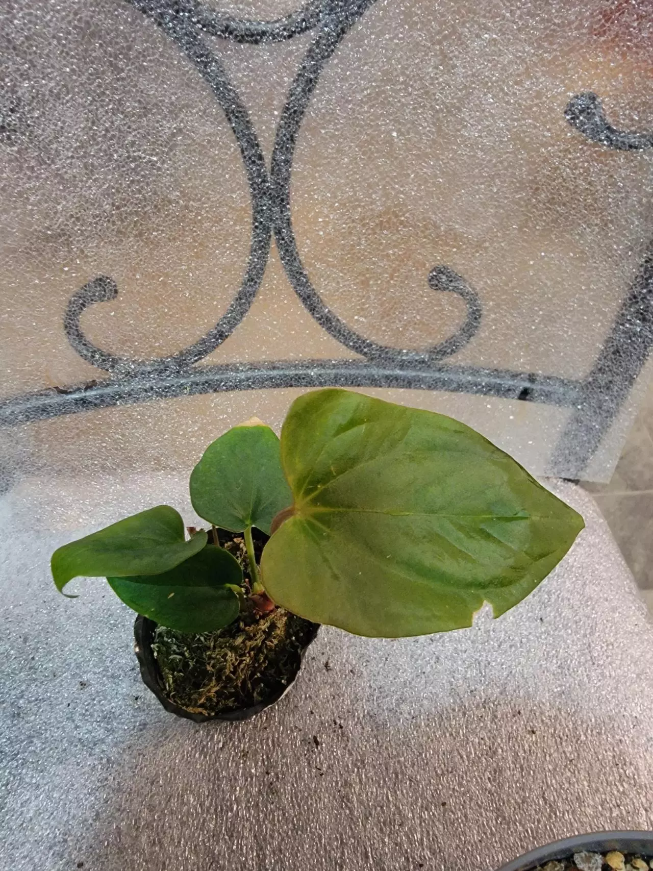 plant/Anthurium Nigrolaminum Gigi x Papillilaminum-0