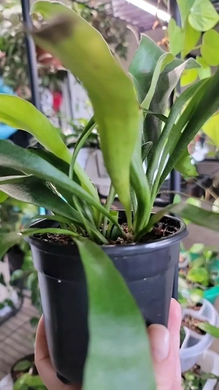 plant/Staghorn fern-1