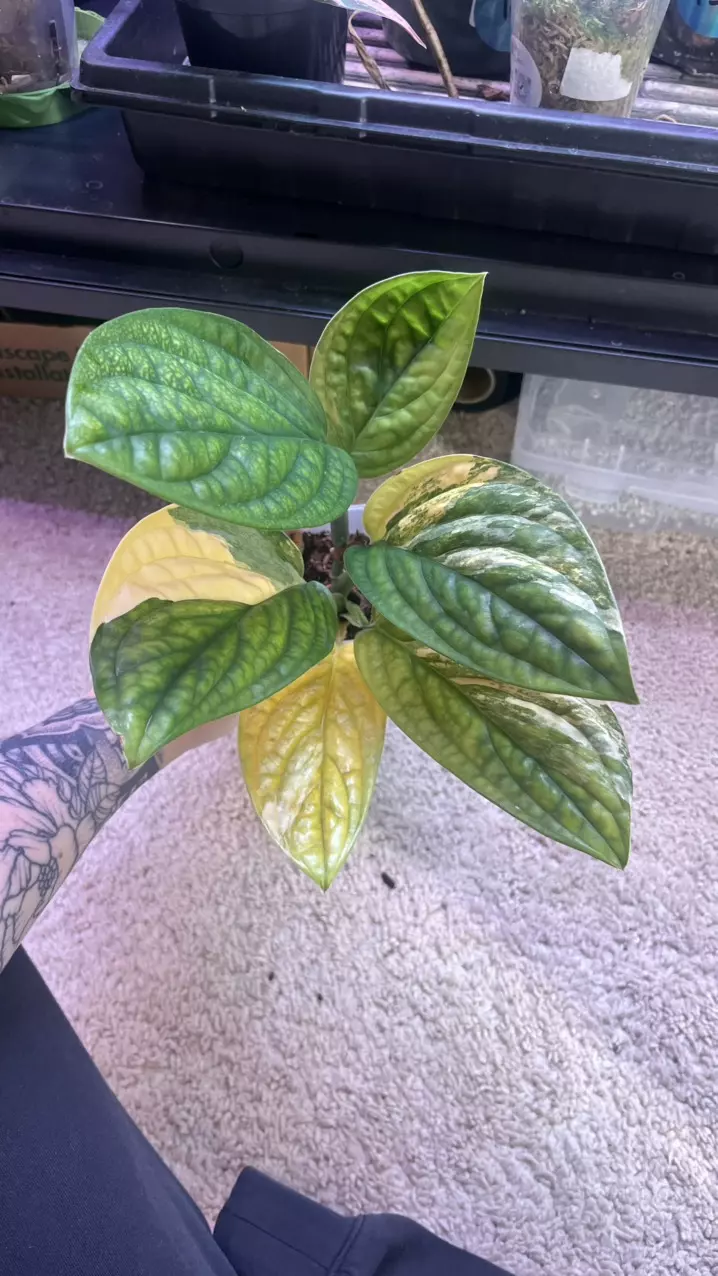 plant/Monstera Peru Variegated-0
