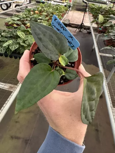 plant/Anthurium red vein dark phoenix X sweetheart 4” pot growers choice-4-thumbnail