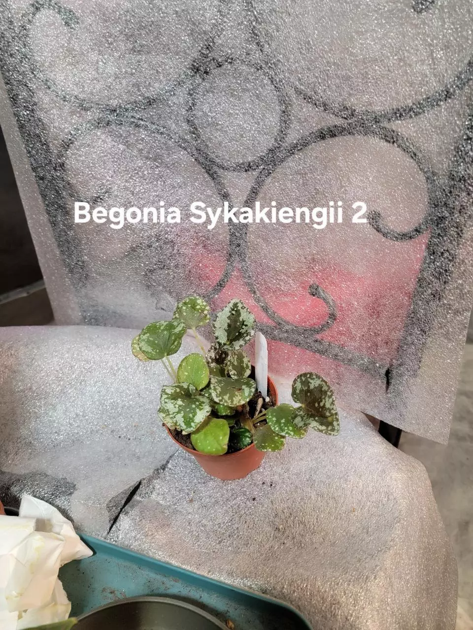 plant/Begonia Harmonys Sykakiengii-0