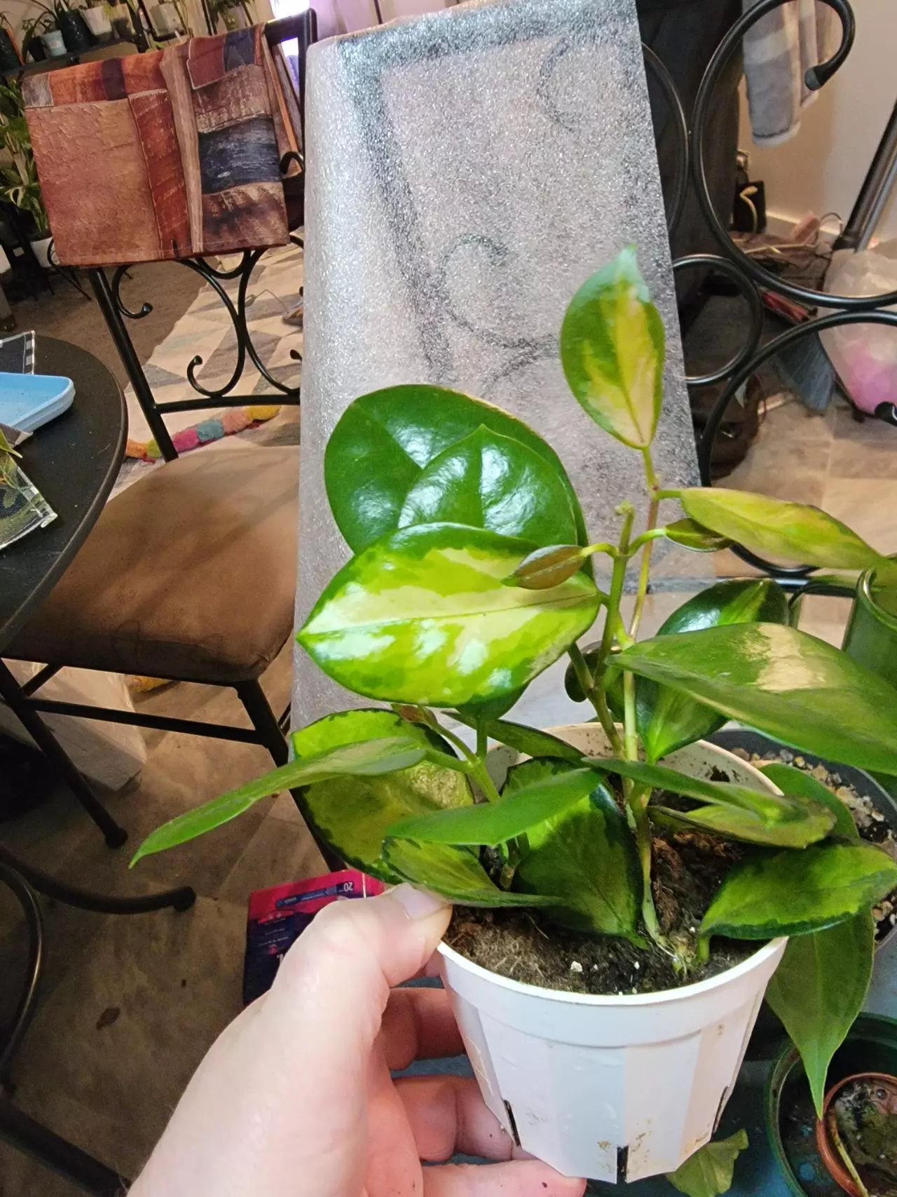 plant/Hoya Australis Lisa 5"-1