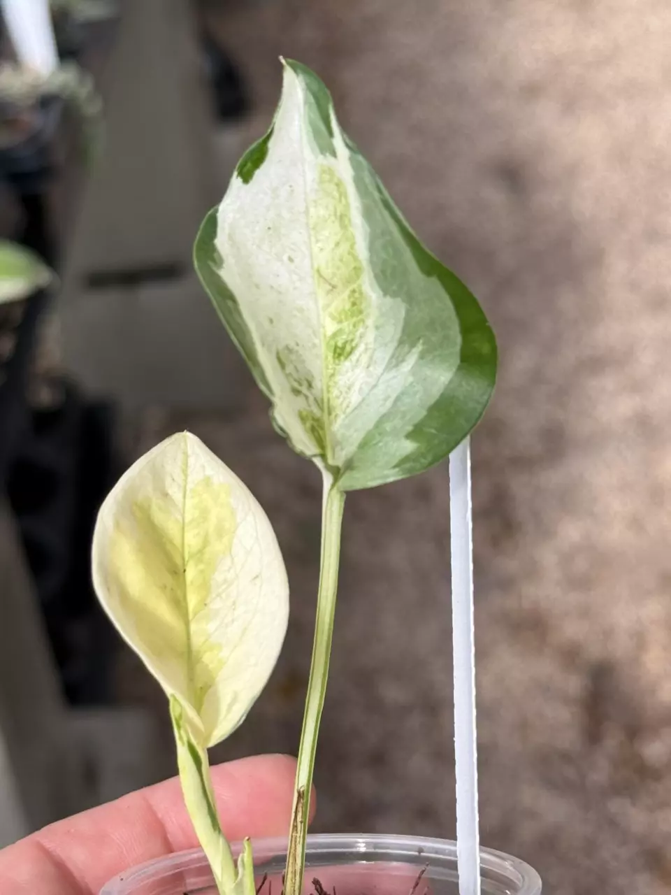 plant/PL32: Global Japan Pothos fully rooted cutting-0