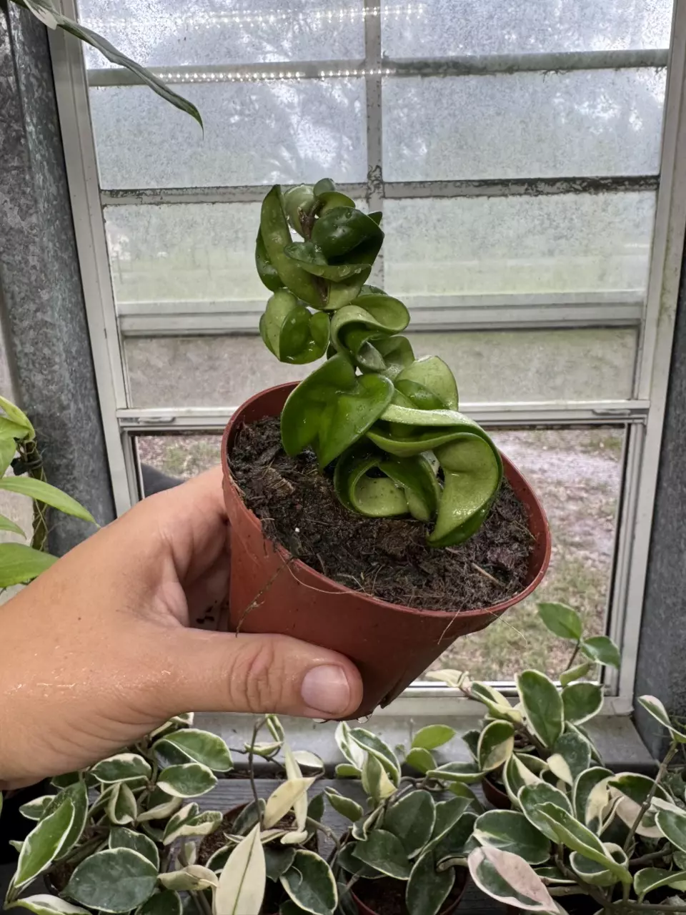 plant/Hoya Compacta 4”-0