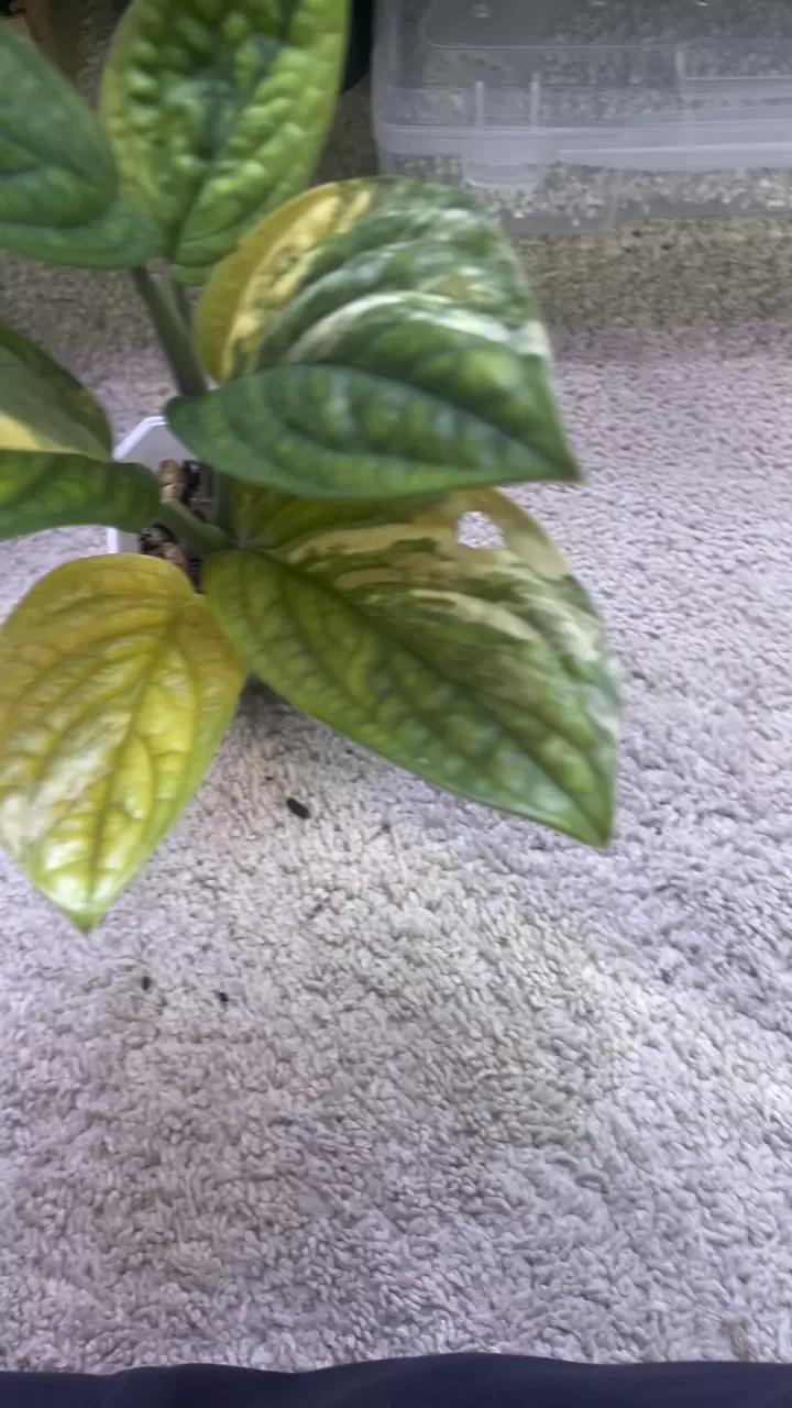plant/Monstera Peru Variegated-1