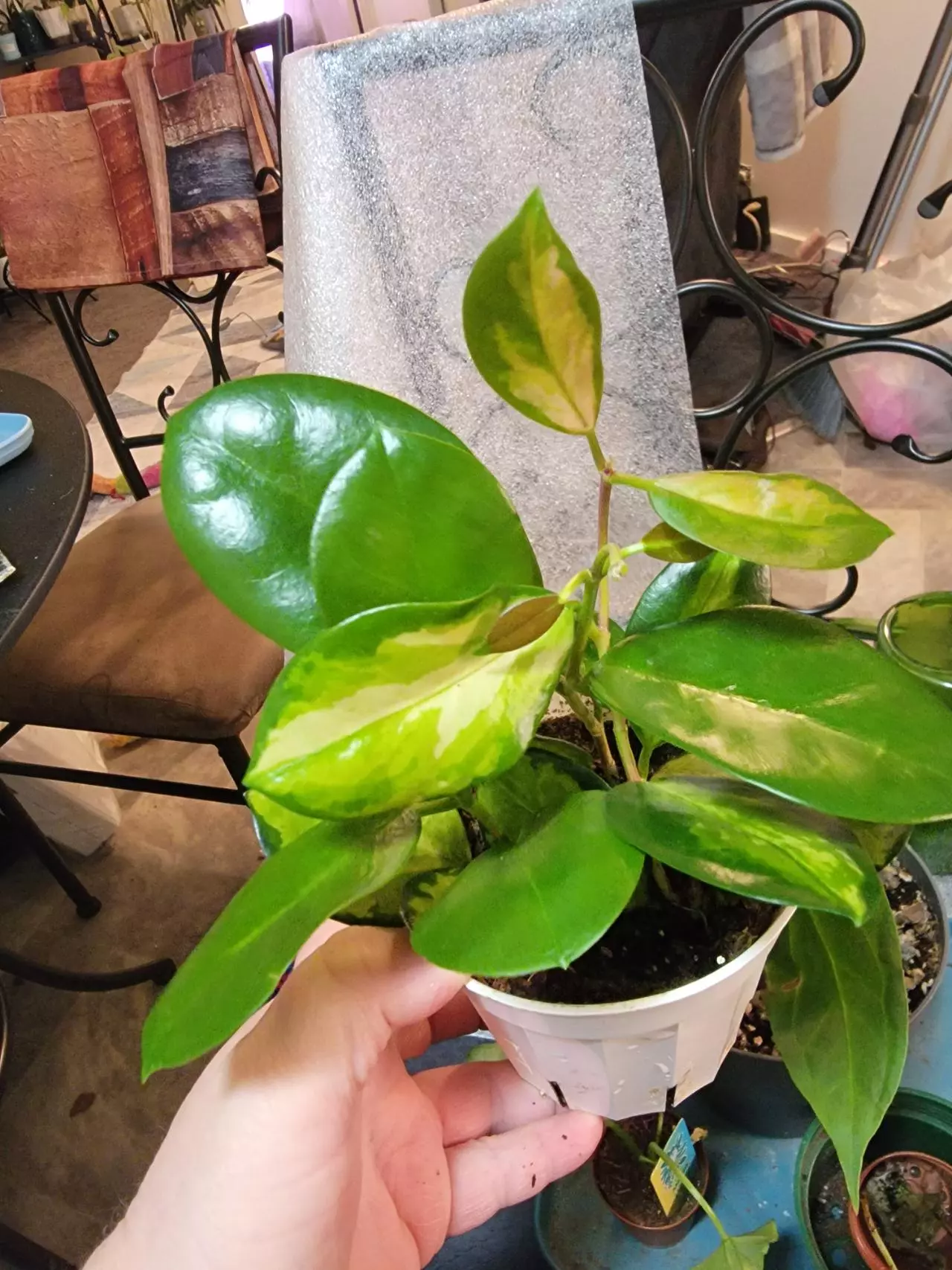 plant/Hoya Australis Lisa 5"-0