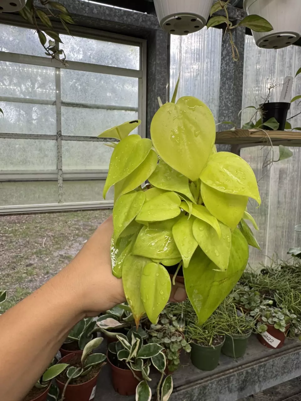 plant/Philodendron Cordatum Lemon 4”-0