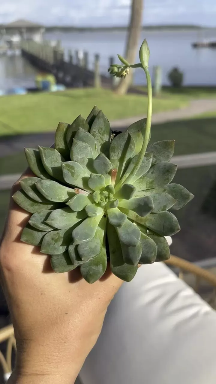 plant/Sedeveria Dark Elf-0