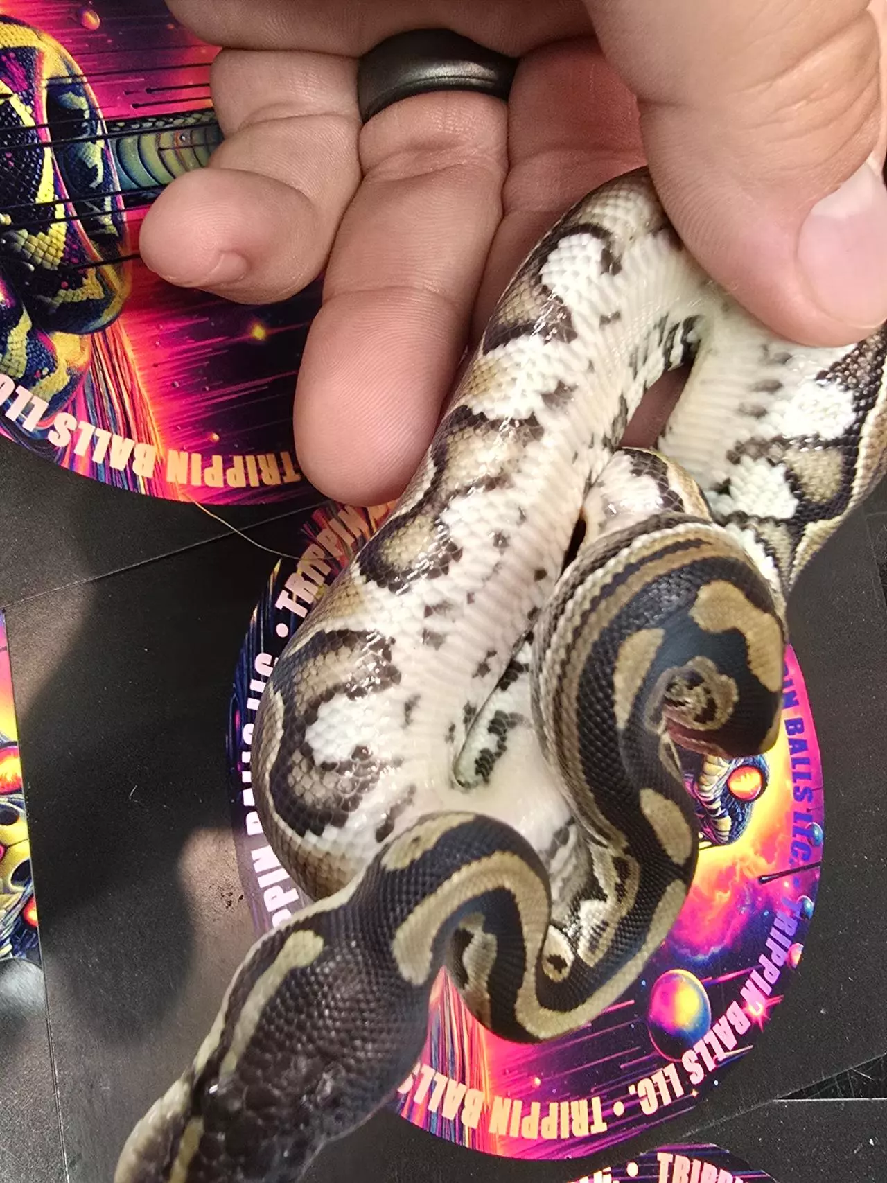 plant/Cinnamon 66% Het Tri-stripe Male-2