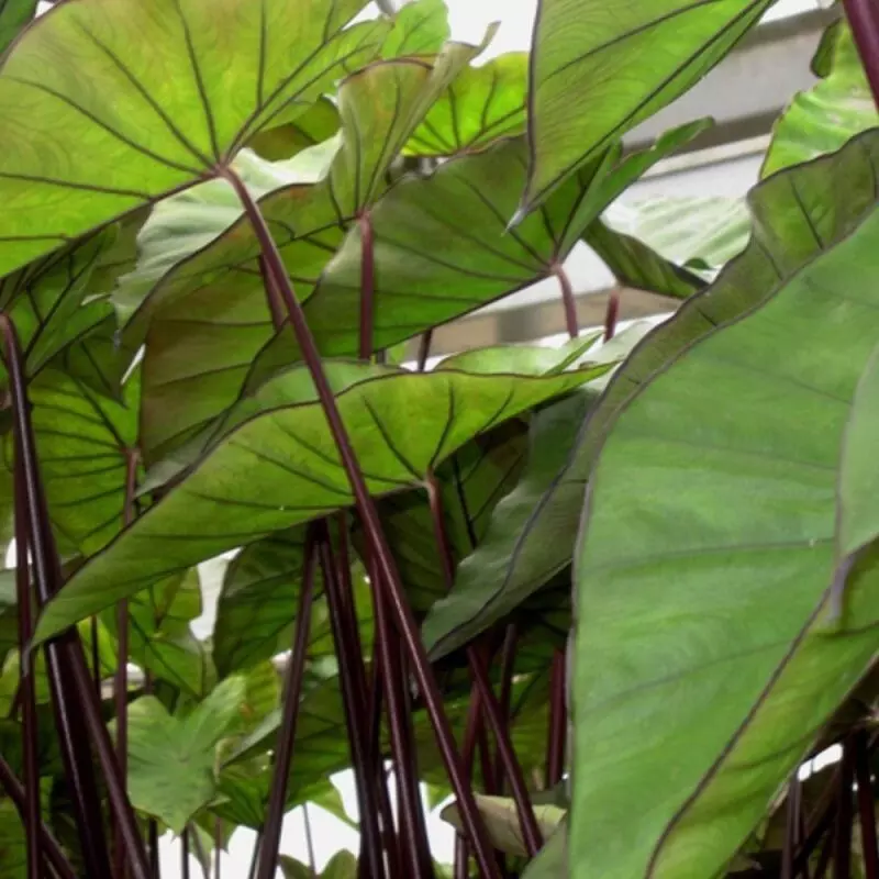 plant/Colocasia Violet Stem starter plant growers choice-0