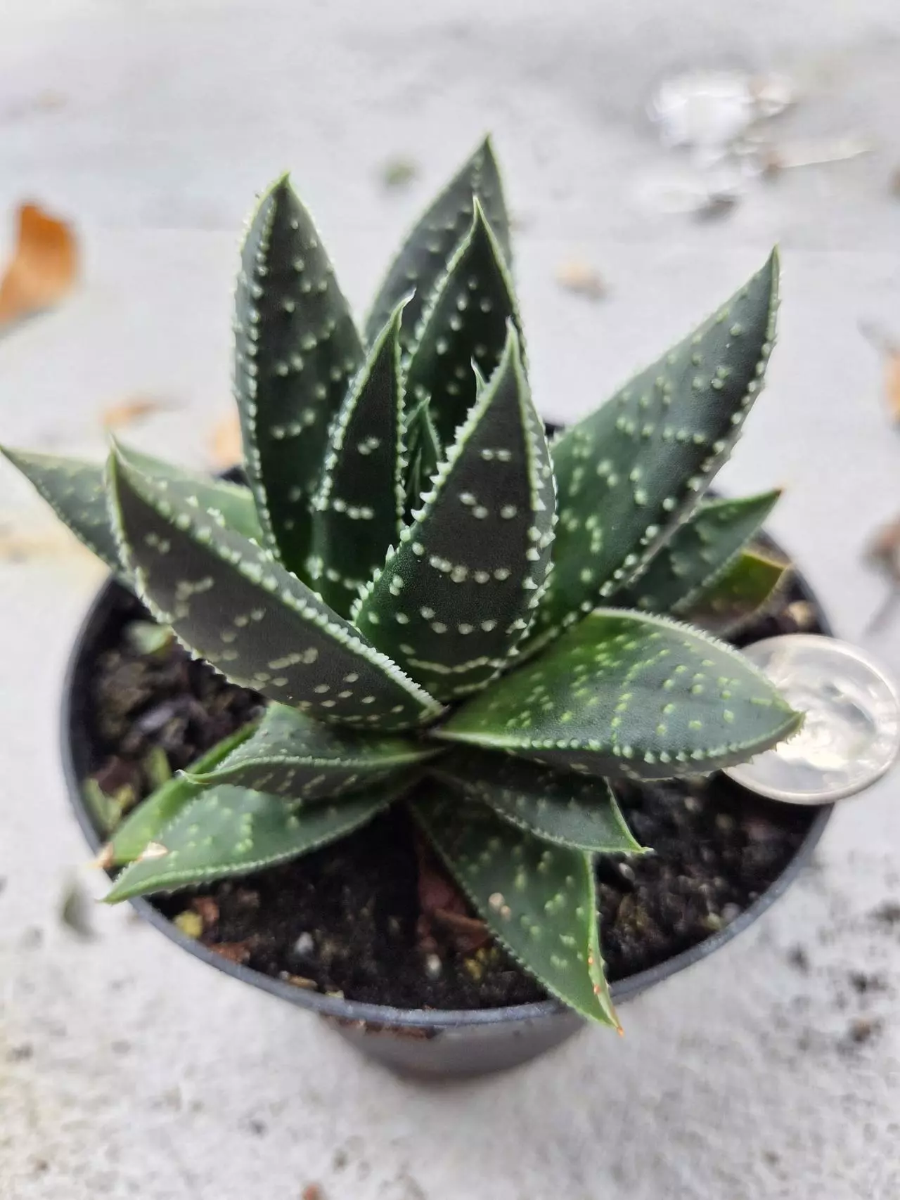 plant/Gasteraloe hybrid-0
