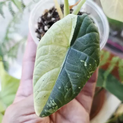 plant/Maharani albo corm Half moon mom-1-thumbnail