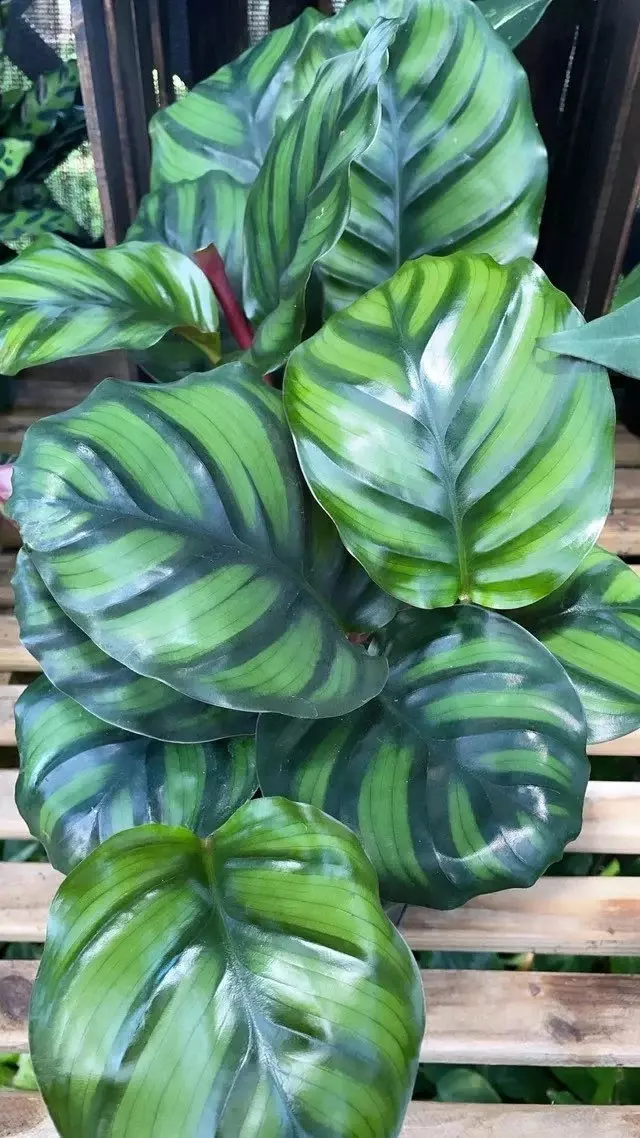 plant/Calathea Fasciata “Rotundiflora” starter plant growers choice-0