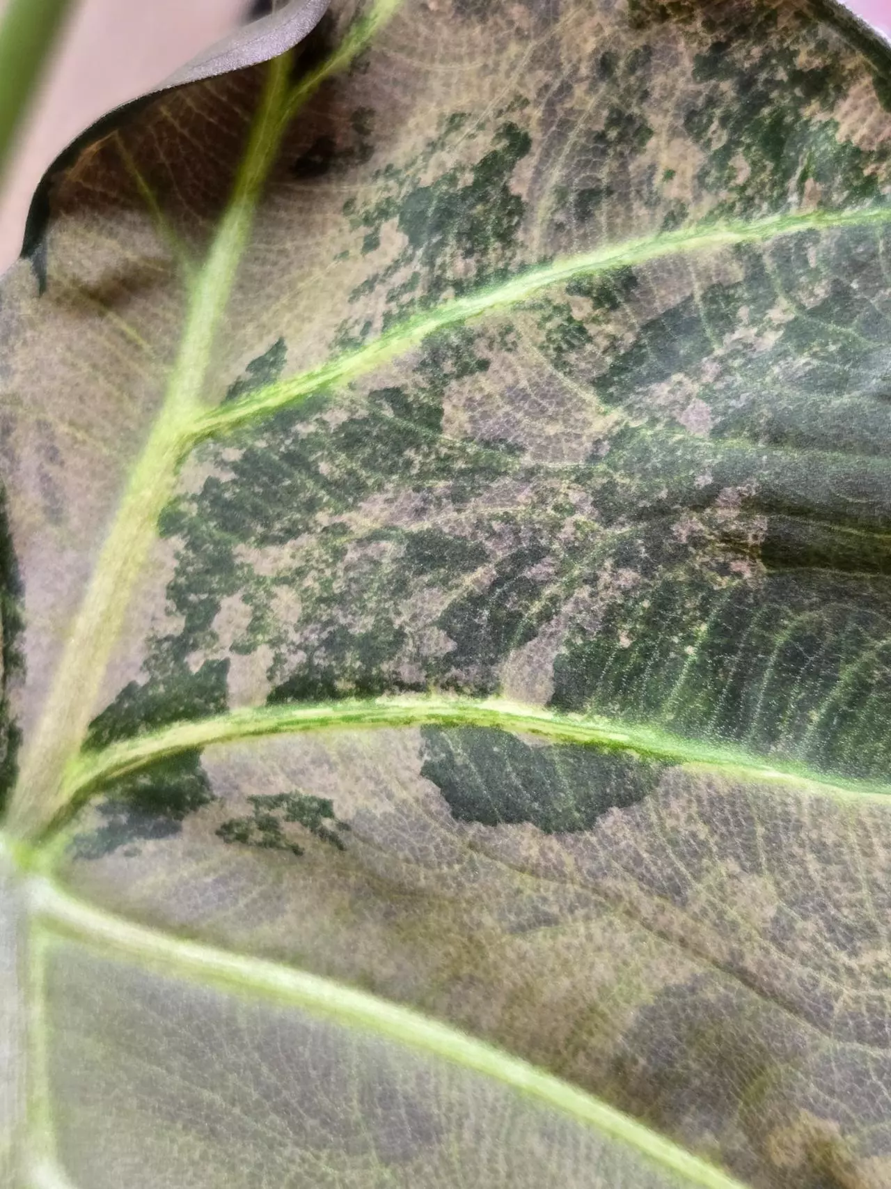 plant/*CORM* Alocasia Regal Shield Albo-1