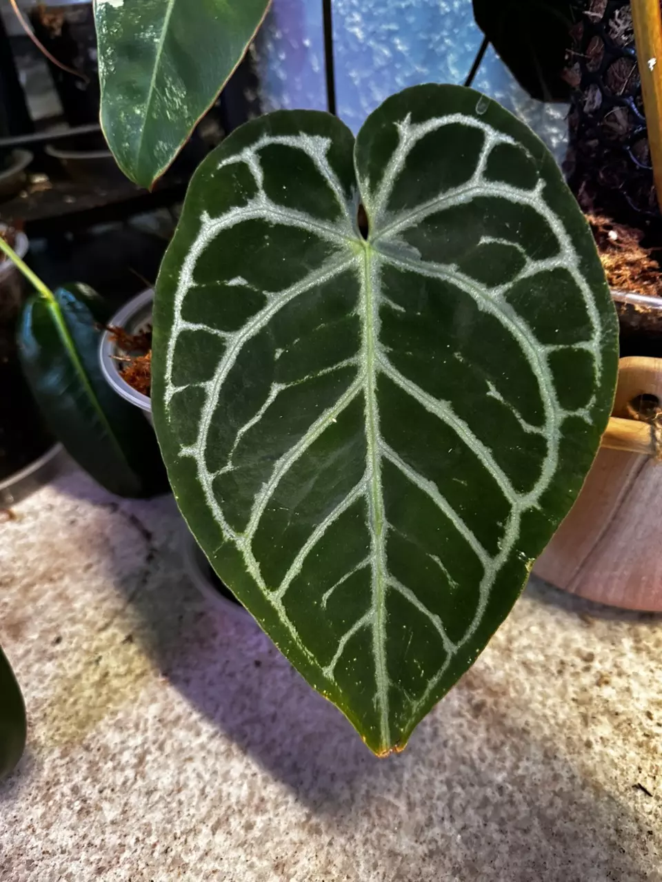 plant/Anthurium Zara X Michelle-0