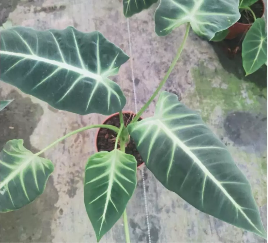 plant/Alocasia frydek cultivar “white vein” starter plant growers choice-0