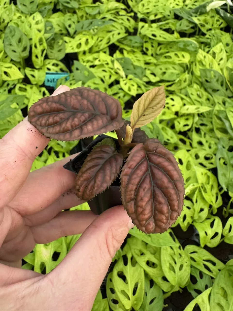 plant/Ardisia .sp starter plant growers choice-1