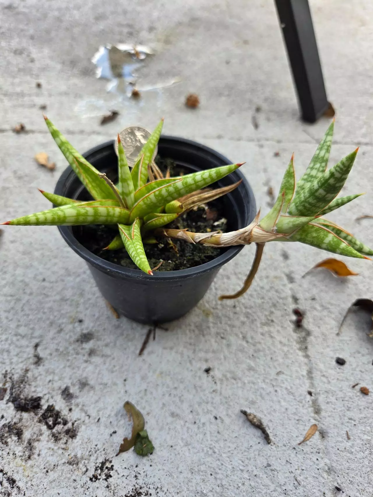 plant/Walking Sanseveria-0