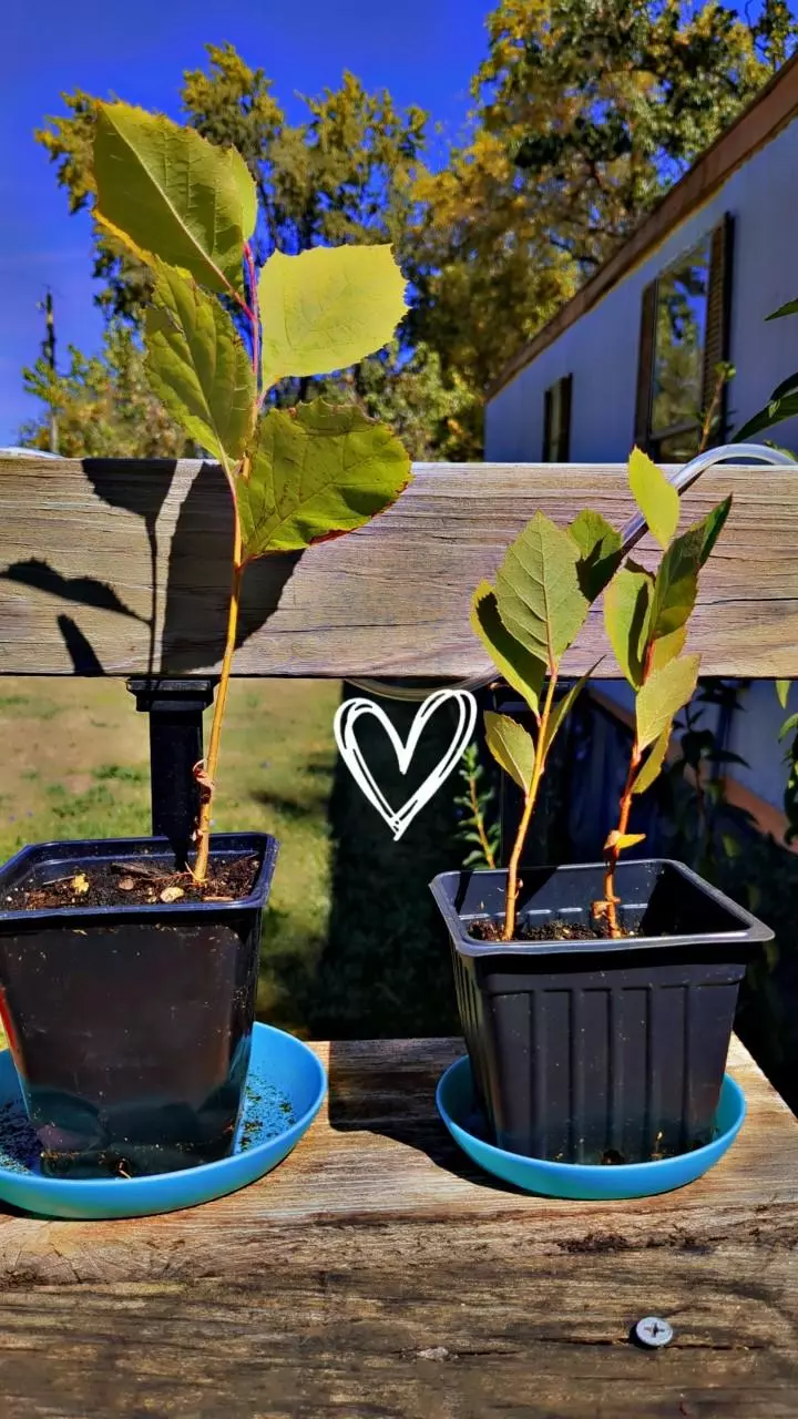 plant/Sycamore sapling-0