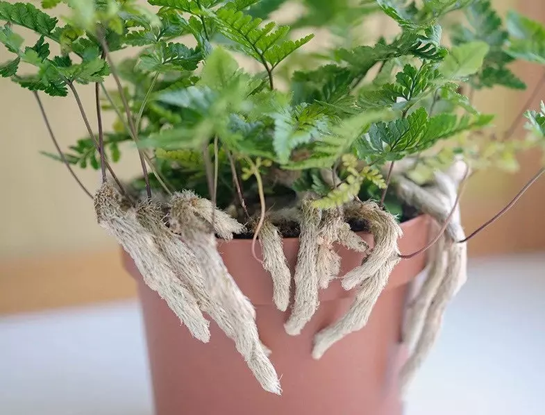plant/White Rabbits Foot Fern starter plant growers choice-0