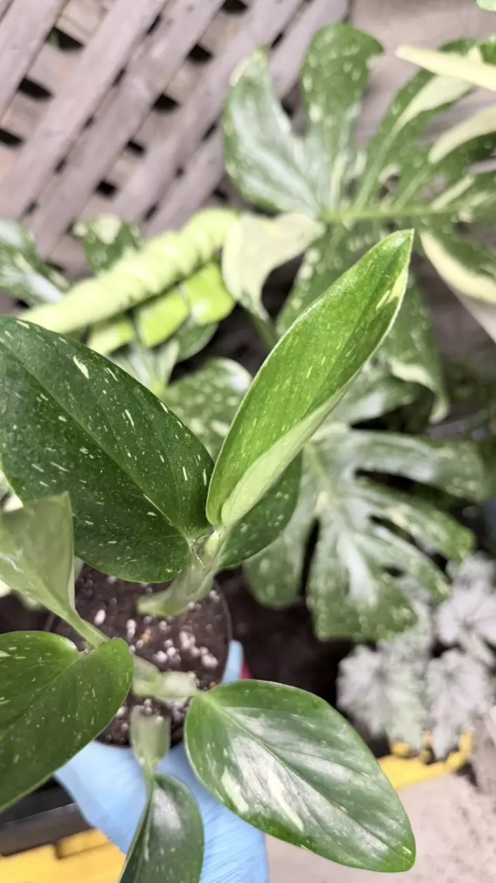 plant/variegated Monstera standleyana, also commonly known as the "Philodendron Cobra"-2