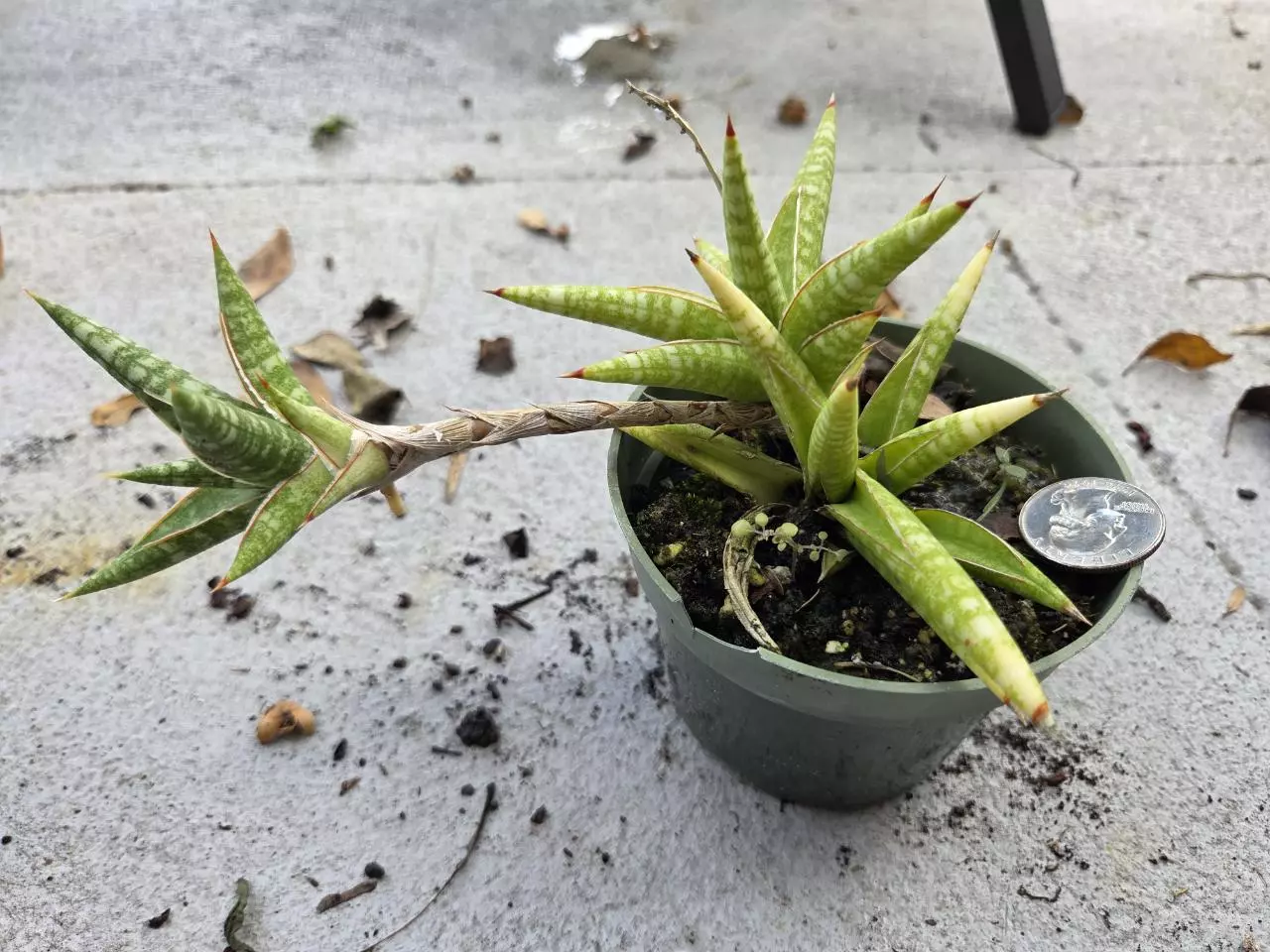plant/Walking Sanseveria w/ pal-0