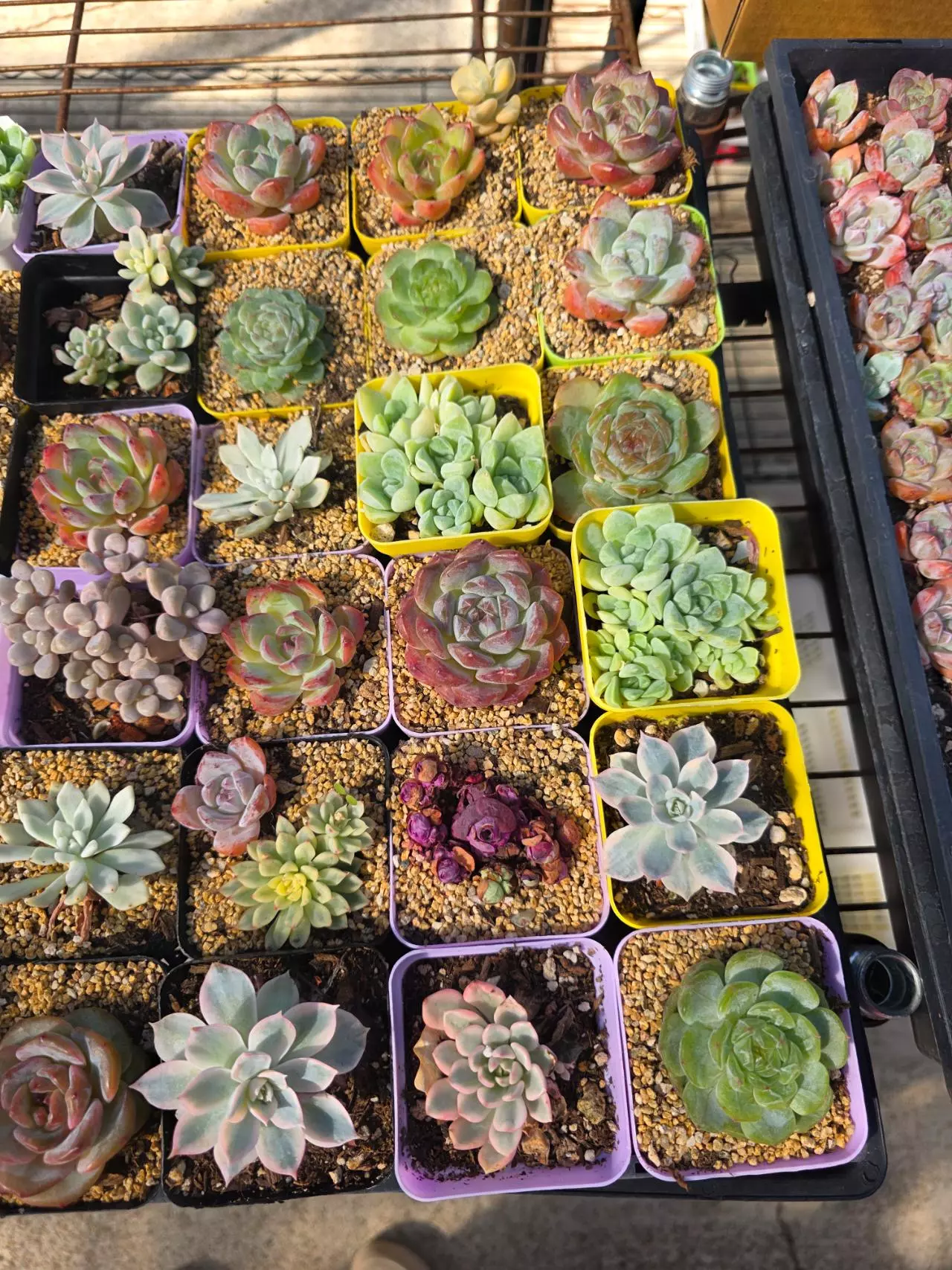 plant/Mystery imported succulents 1 pc-1