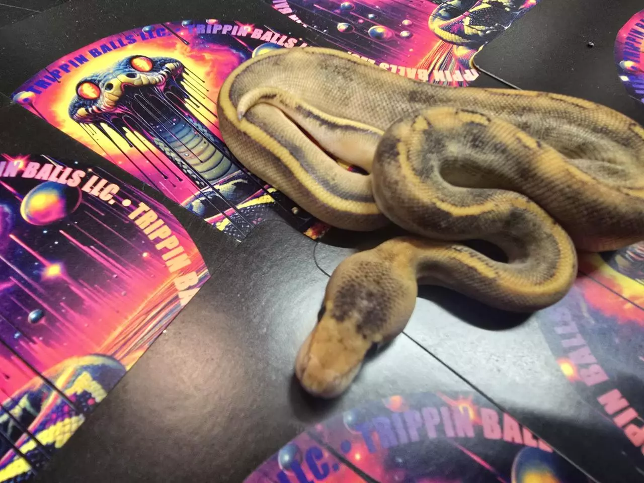 plant/Champagne (Yellowbelly) DBL het Hypo Clown Male-1