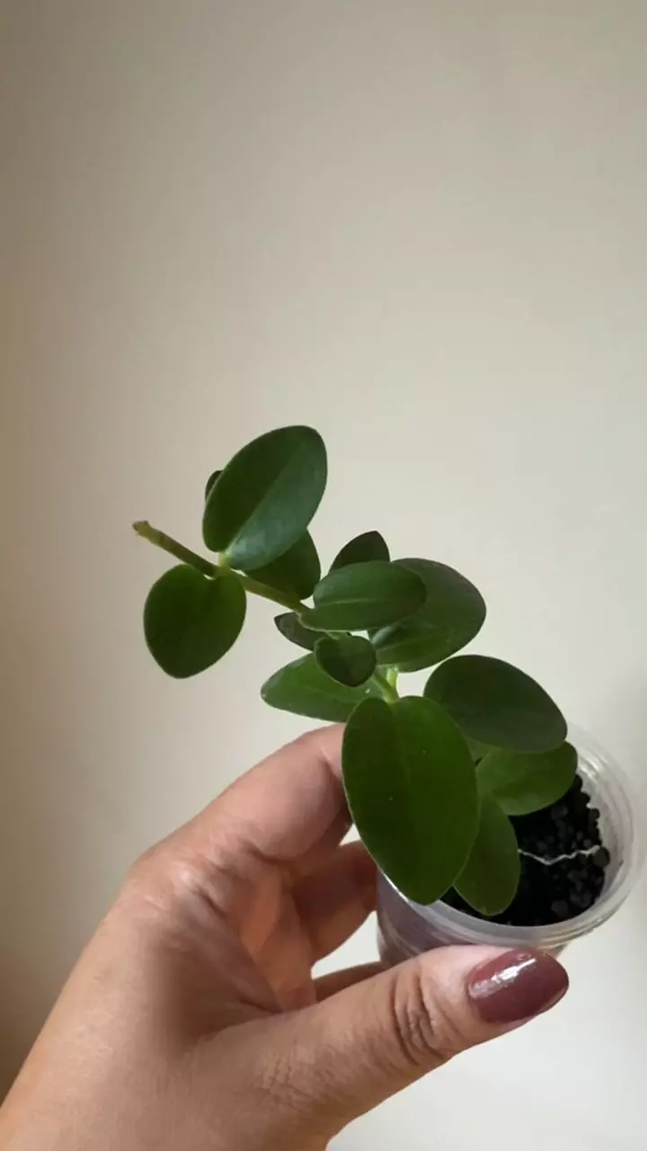 plant/Hoya Cumingiana-3