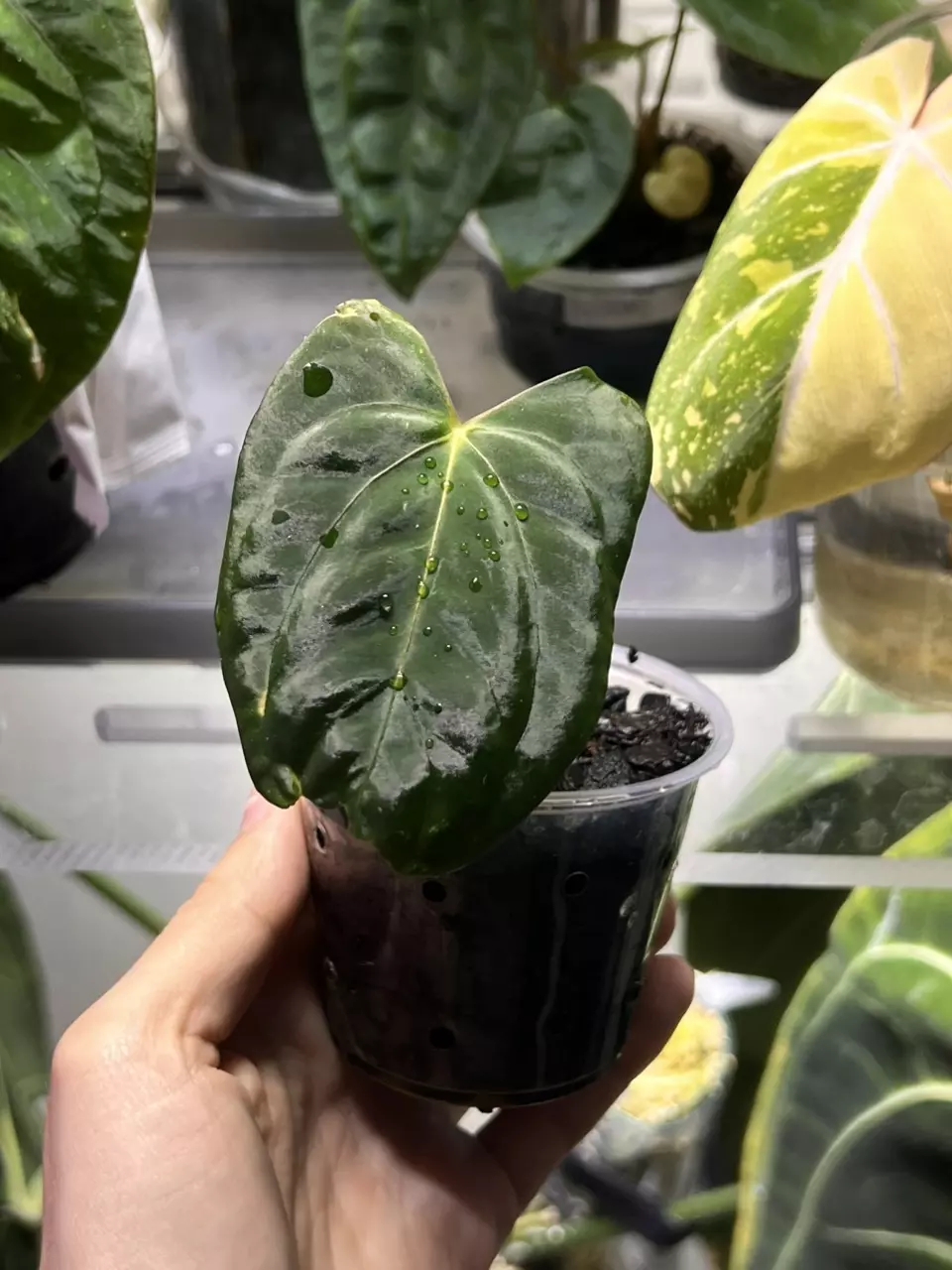 plant/Anthurium Ralph Lynam x Fort Sherman-0