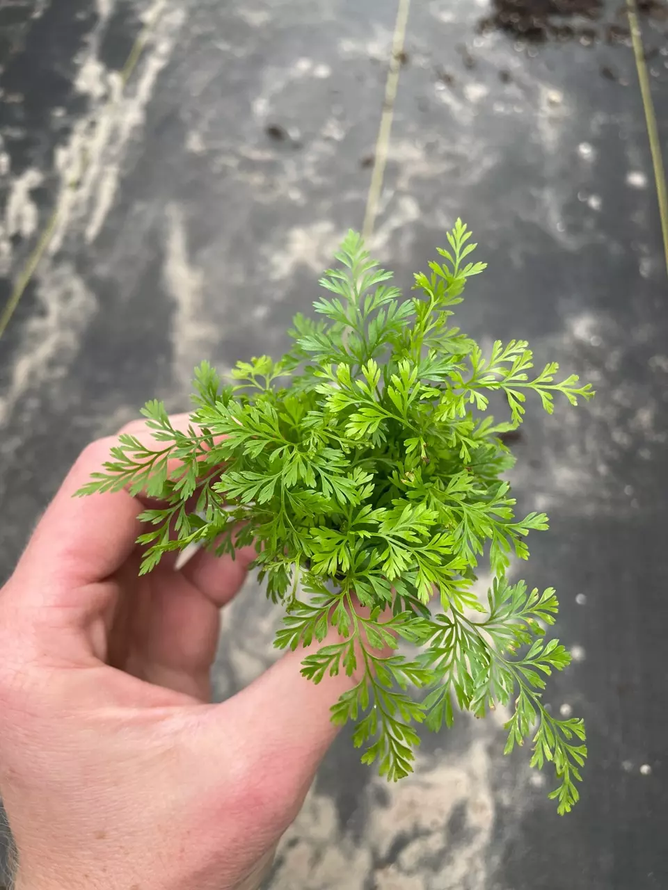 plant/White Rabbits Foot Fern starter plant growers choice-1