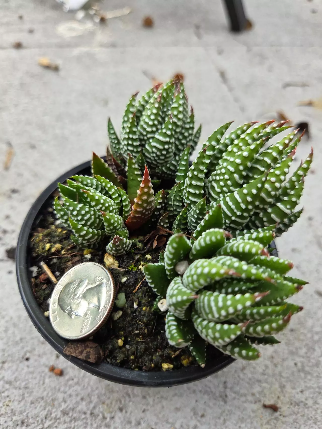 plant/Haworthiopsis Coarctata-0
