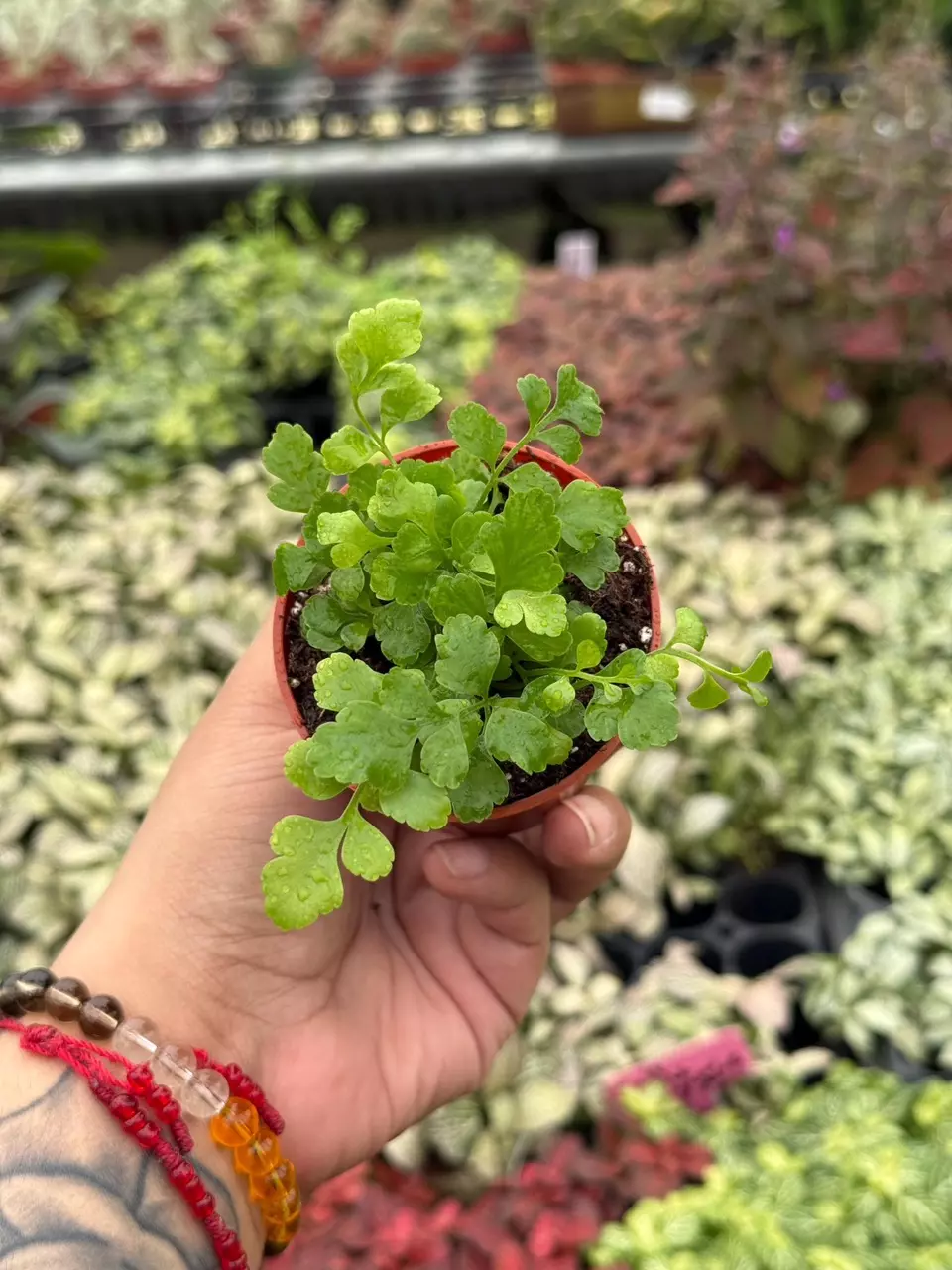 plant/Parvati Fern 2” pot growers choice-4