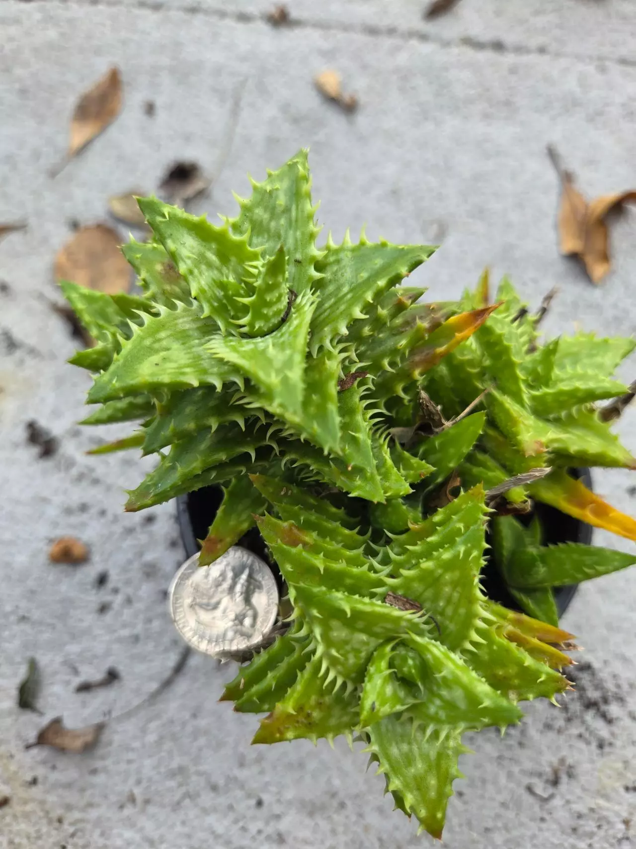 plant/Aloe Juvenna-1