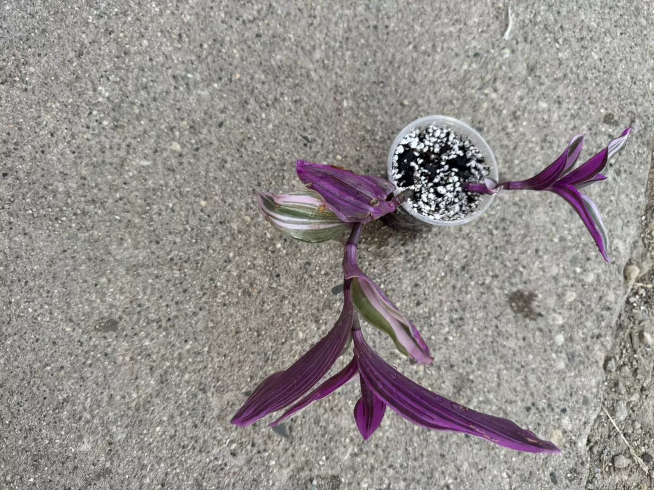 plant/Tradescantia bubblegum aka wandering dude-1