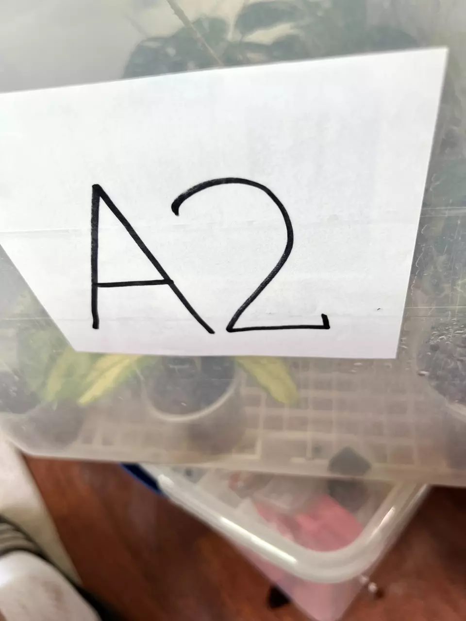 plant/A2 hoya set-0