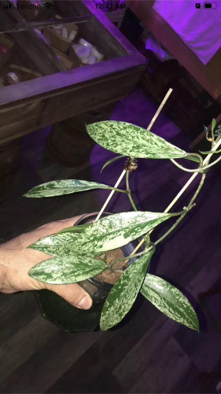 plant/Hoya Pubicalyx Red Buttons Splash-3