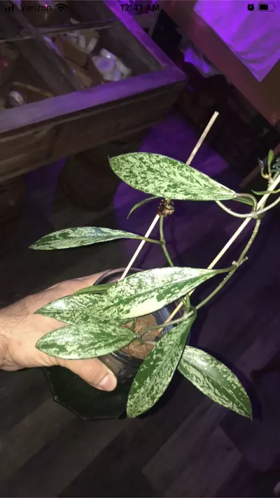 plant/Hoya Pubicalyx Red Buttons Splash-3-thumbnail