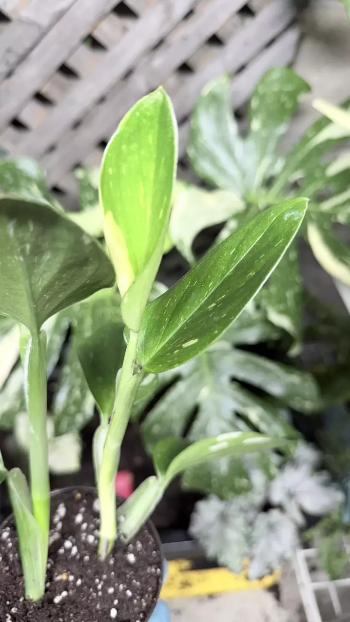 plant/variegated Monstera standleyana, also commonly known as the "Philodendron Cobra"-1