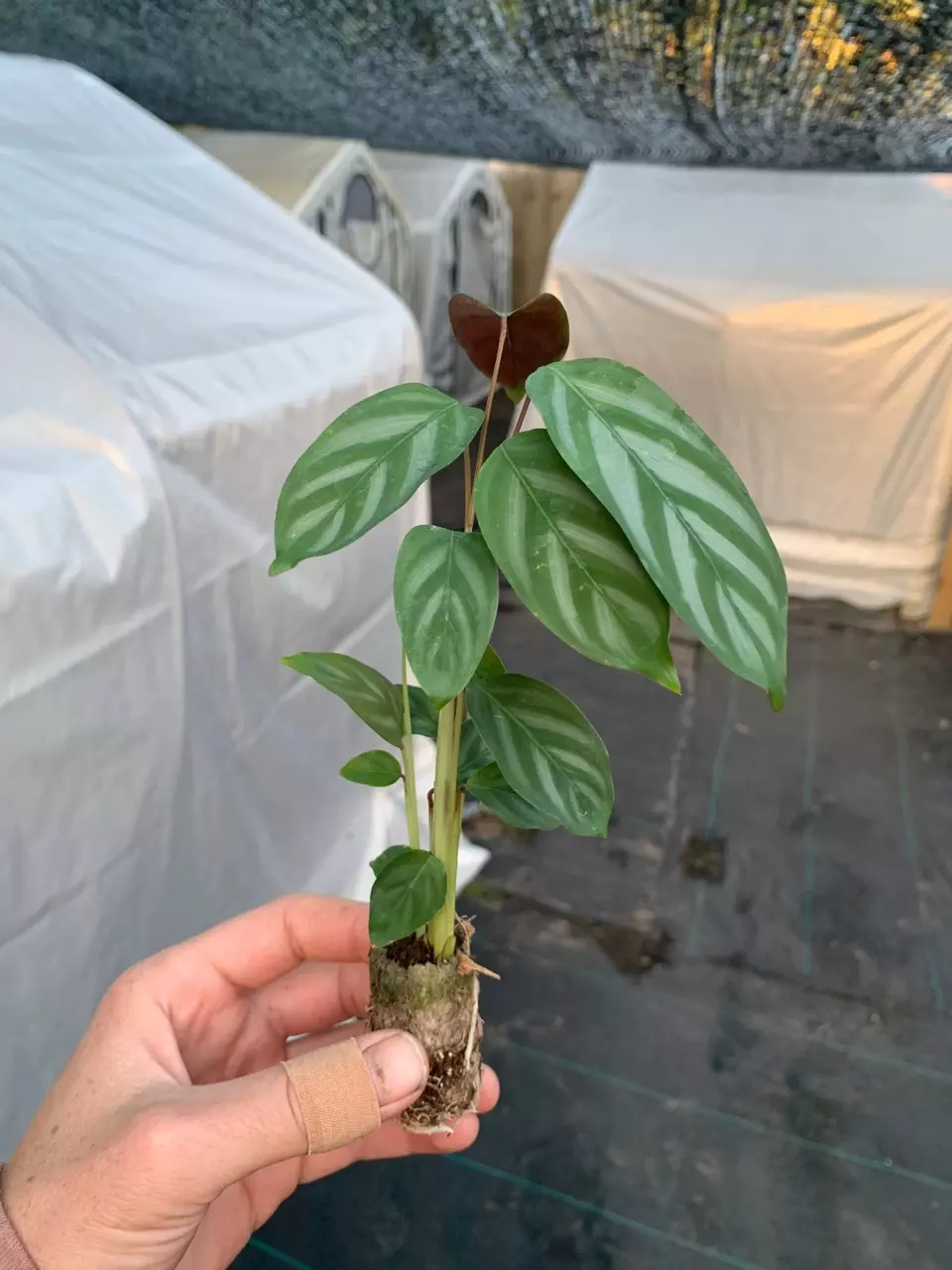 plant/Calathea Exotica starter plant growers choice-1