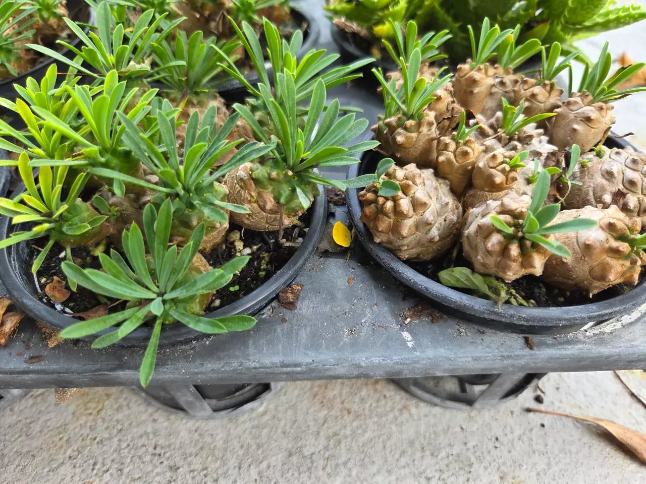 plant/Euphorbia Japonica GC-0