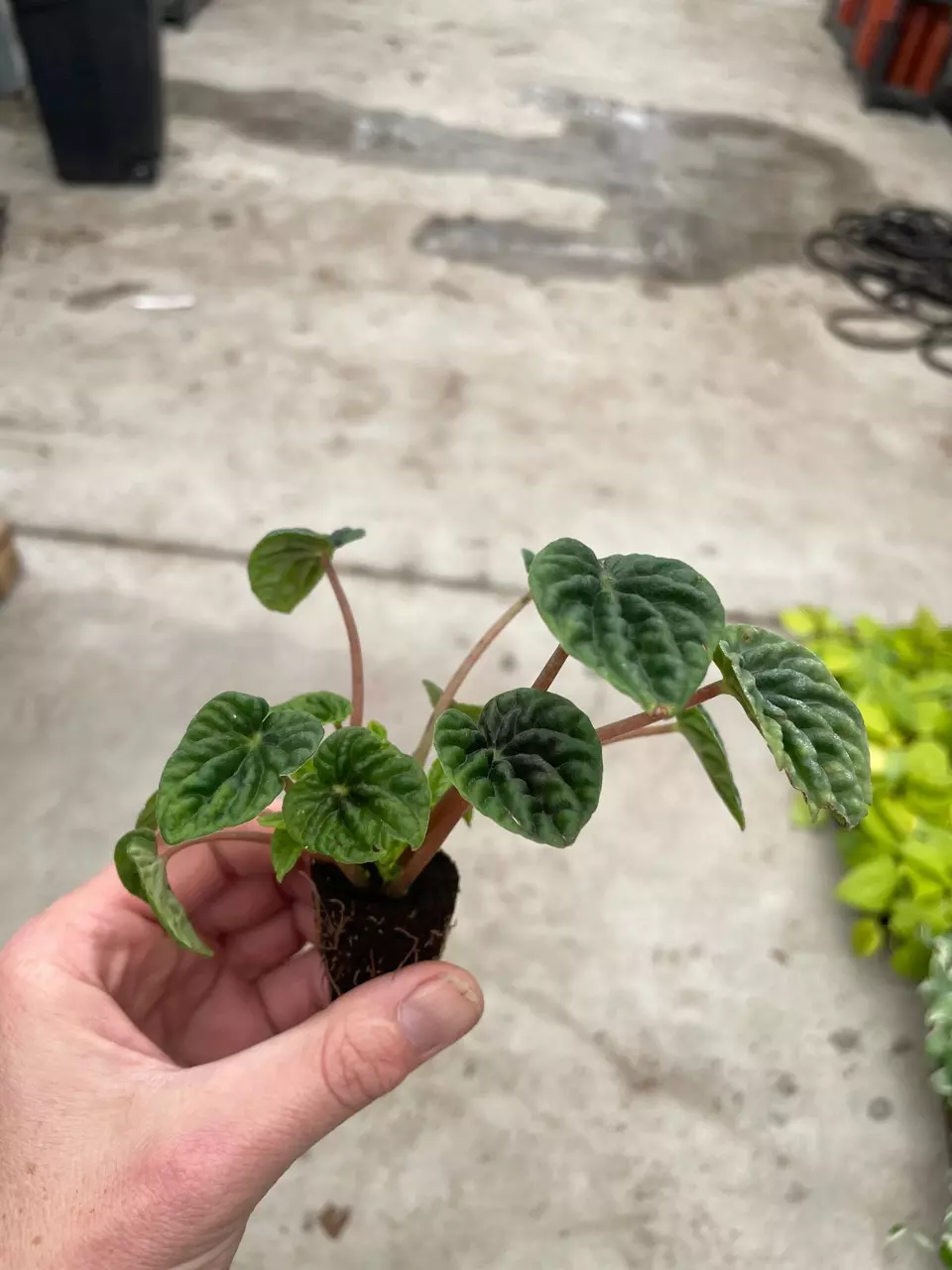plant/Peperomia Green Ripple starter plant growers choice-4