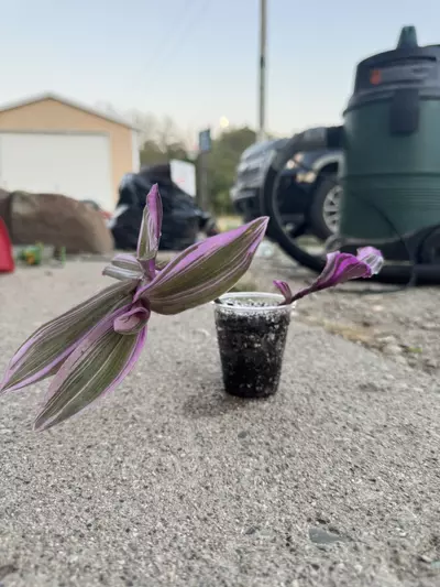 plant/Tradescantia bubblegum aka wandering dude-2-thumbnail