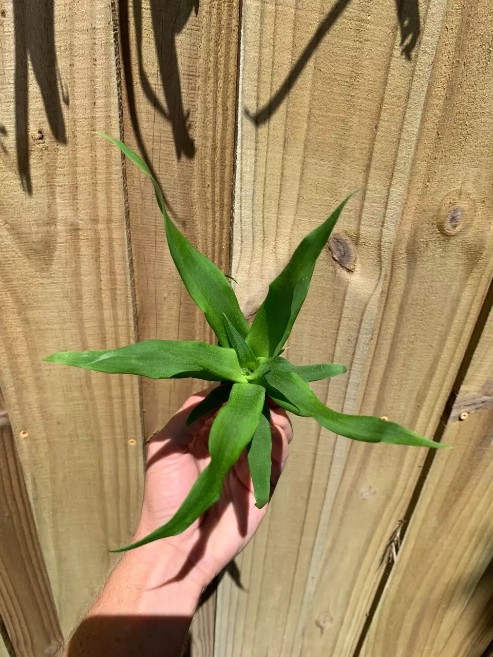 plant/Sugarloaf Pineapple starter plant growers choice-1