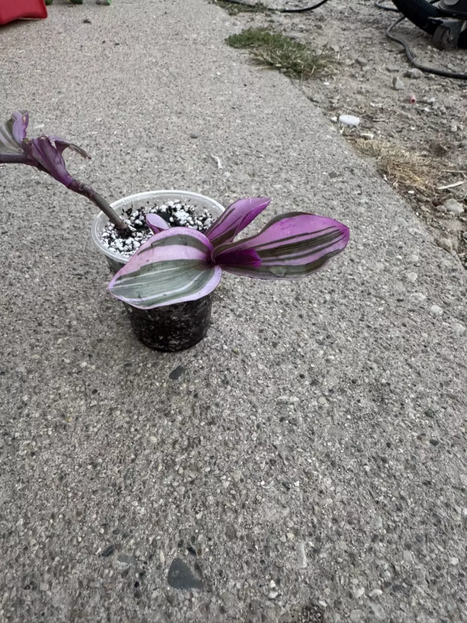 plant/Tradescantia bubblegum aka wandering dude-4